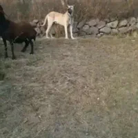 سرابی سگ اصل