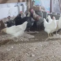 مرغ  محلی و برسه فرانسه