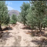 فروش باغ زیتون بار ده ۱۶ ساله|فروش دفتر صنعتی، کشاورزی، تجاری|طارم (زنجان), |دیوار