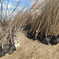 ارقام پایه رویشی و پایه بذری نهال