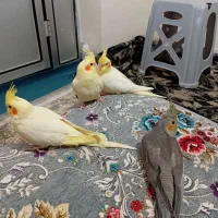 عروس هلندی سرحال