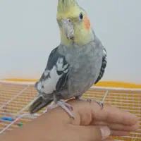 یک جفت عروس هلندی مولد به شرط جوجه