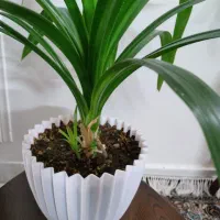 گل پاندانوس تیغ دار