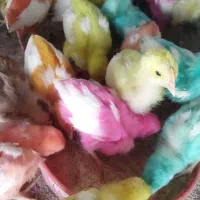 فروش انواع جوجه های یک روزه تا یک ماهه|حیوانات مزرعه|خاش, |دیوار