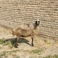 ،گوسفند،ماده چاق مناسب قربانی نذری مصرف خونه