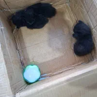 واگذاری بچه گربه