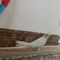 عروس هلندی ماده