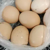 تخم مرغ محلی