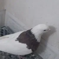 طوقی|پرنده|همدان, |دیوار