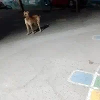 فروش حیوان خانکی