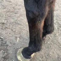 اسب نریون تروبرد ۷ ساله|اسب و تجهیزات اسب‌سواری|رشت, کوی بیانی|دیوار