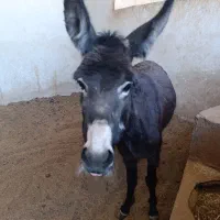 الاغ ماده