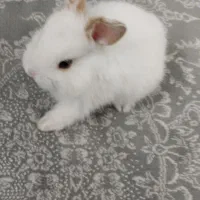 خرگوش مینیاتوری|موش و خرگوش|فولادشهر, مسکن مهر فولادشهر|دیوار