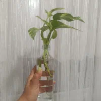 حراج گل مینیاتوری