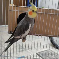 پرنده.عروس هلندی