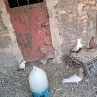 کبوتر دوری سفت|پرنده|اهواز, زیتون کارگری|دیوار