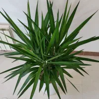 گیاه یوکا، پر و سرحال، لوکس|گل و گیاه طبیعی|قم, بنیاد|دیوار