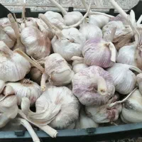2.5 تن سیر قرمز بذری، دانه درشت