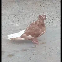 فروش یا معاوضه۳تا دم سفیدیدون ماده ۲تا نر