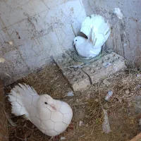 کبوتر دم چتری