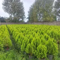 کامیس زعفرانی