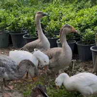 فروش قوغاز و لیندا