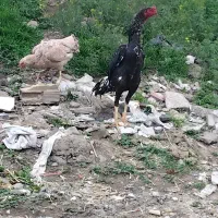 جوجه  ۸ ماهه اوشامو آلمان  خالص گردن لرزون سیاه