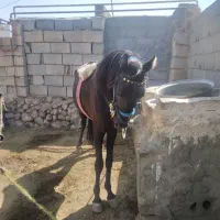 کره نریان ۳سال یورغه