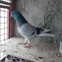 کفتر پرشی بدرد بخور