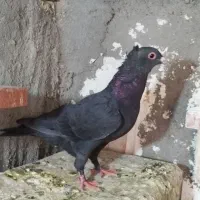 ماده‌کلاغ کلاهی. جون