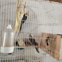 جفت مولد عروس هلندی جوجه کشی دم تخم