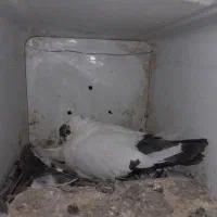 یک جفت پرستویی با تخم