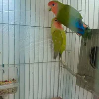 طوطی برزیلی|پرنده|اهواز, دغاغله|دیوار