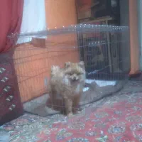 واگذاری پامرنین نر کوچیک سایز|سگ|کرمانشاه, |دیوار