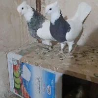 کفتر صید