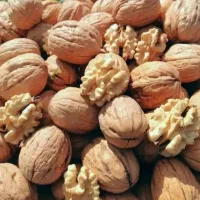 نهال گردوخوشه ای صادراتی|خدمات باغبانی و درختکاری|زنجان, |دیوار