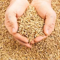 خریدار نقدی جو روی باسکول ۴۱۰۰۰