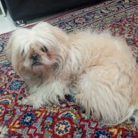 واگذاری پاپی|سگ|گلبهار, شهر جدید گلبهار|دیوار