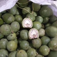 گردو نویسرکان تناژ درجه یک
