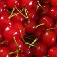 فروش آلبالو مجار تازه