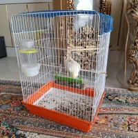 عروس هلندی رام دستی|پرنده|رفسنجان, |دیوار