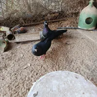 فروش زاغ چشم ونوک بندر لنگه