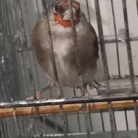 سهره گلبسر هم دهن خودش هم سهره|پرنده|تهران, خلیج فارس|دیوار