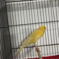 قناری رسمی بلند قرص بخون|پرنده|قرچک, زیبا شهر|دیوار