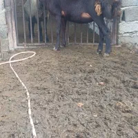 بوقلمون|حیوانات مزرعه|علی‌آباد کتول, |دیوار