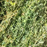 یونجه دوم چین