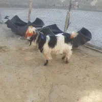 سه ‌بیگ‌نر  تخمی اصلی|حیوانات مزرعه|ایذه, |دیوار