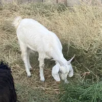 فروش چند راس بز دورگه|حیوانات مزرعه|کرمان, |دیوار