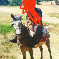 اسب اخته