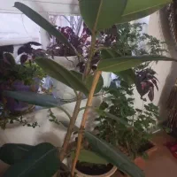 اجاره مغازه